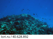 Coral reefs underwater. Стоковое фото, фотограф Анна Кривицкая / Фотобанк Лори