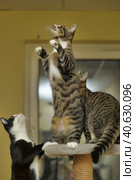 Three young cats play catch. Стоковое фото, фотограф Анна Кривицкая / Фотобанк Лори