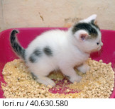 Kitten defecate. Стоковое фото, фотограф Анна Кривицкая / Фотобанк Лори