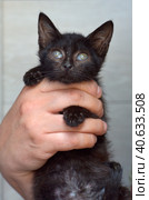 Black kitten in hands. Стоковое фото, фотограф Анна Кривицкая / Фотобанк Лори
