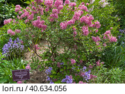 Цветущая розовая сирень сорта  Flowerfesta Pink  (lat. Syringa pubescens subsp. pubescens)  в Аптекарском Огороде (филиал ботанического сада МГУ). Москва (2023 год). Стоковое фото, фотограф Сергей Рыбин / Фотобанк Лори