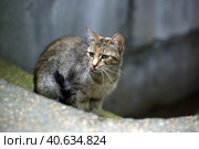 Stray tabby cat on the street, Стоковое фото, фотограф Анна Кривицкая / Фотобанк Лори