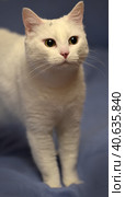 White albino cat. Стоковое фото, фотограф Анна Кривицкая / Фотобанк Лори
