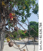 Sala flora or Shorea robusta flower on Cannonball (2019 год). Стоковое фото, фотограф Анна Кривицкая / Фотобанк Лори