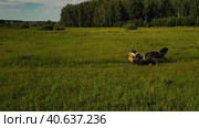 A gig pulled by a black horse goes through a green meadow. Стоковое видео, видеограф Ярославский Максим / Фотобанк Лори