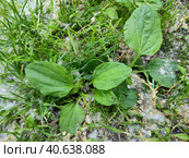 Подорожник в тополином пуху. Подорожник большой (Plantago major) растет посреди газона. Ценное лекарственное растение. Крупный план, вид сверху. Plantain in poplar down. Plantain large (Plantago major) grows in the middle of the lawn. A valuable medicinal plant. Close-up, top view. Стоковое фото, фотограф Ирина / Фотобанк Лори
