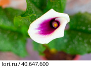 Beautiful blooming flower - white with a purple center Calla Vermeer, close-up, selective focus, top view. Стоковое фото, фотограф Коханова Наталья / Фотобанк Лори