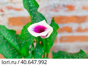A beautiful blooming flower - white with a purple center Calla Vermeer, close-up, selective focus. Стоковое фото, фотограф Коханова Наталья / Фотобанк Лори