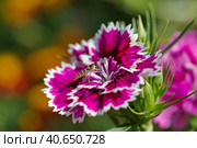 Муха-журчалка (лат. Syrphidae) на китайской гвоздике (лат. Dianthus chinensis) Стоковое фото, фотограф Елена Коромыслова / Фотобанк Лори