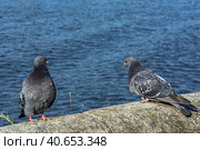 A series of images. Two blue pigeons are sitting on a stone surface. Birds are engaged in a love game. They kiss and copulate. There is a water space in the background. Стоковое фото, фотограф Владимир Ендовицкий / Фотобанк Лори