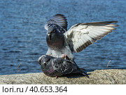 A series of images. Two blue pigeons are sitting on a stone surface. Birds are engaged in a love game. They kiss and copulate. There is a water space in the background. Стоковое фото, фотограф Владимир Ендовицкий / Фотобанк Лори