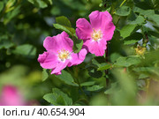 A Pink flowers of a wild rose in spring. Стоковое фото, фотограф Володина Ольга / Фотобанк Лори