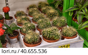 Russia, St. Petersburg, 15,08,2017 Cactus in pots on the supermarket shelves. Редакционное фото, фотограф Анна Кривицкая / Фотобанк Лори