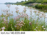 Pink flower on the pond, Susak umbrella Butomus umbellatus. Стоковое фото, фотограф Zima Nadezhda / Фотобанк Лори