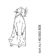 Meerkat animal mammal doodle line cartoon coloring book. Стоковая иллюстрация, иллюстратор Вахминцева Ольга / Фотобанк Лори