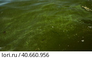 In Black Sea Blue-green algae blooms, water in Odessa has become freshwater and green color. Environmental disaster caused by explosion of Kakhovka Hydroelectric Power Plant dam, Ukraine. Стоковое фото, фотограф Некрасов Андрей / Фотобанк Лори