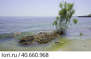 Trees with floating debris has reached Black Sea coastal zone in Odessa, Ukraine. Environmental disaster caused by the explosion of Kakhovka Hydroelectric Power Plant dam. Стоковое фото, фотограф Некрасов Андрей / Фотобанк Лори