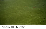 In Black Sea Blue-green algae blooms, water in Odessa has become freshwater and green color. Environmental disaster caused by explosion of Kakhovka Hydroelectric Power Plant dam, Ukraine. Стоковое фото, фотограф Некрасов Андрей / Фотобанк Лори