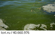 In Black Sea Blue-green algae blooms, water in Odessa has become freshwater and green color. Environmental disaster caused by explosion of Kakhovka Hydroelectric Power Plant dam, Ukraine. Стоковое фото, фотограф Некрасов Андрей / Фотобанк Лори