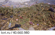 Close-up of floating debris has reached Black Sea beaches in Odessa, Ukraine. Environmental disaster caused by the explosion of Kakhovka Hydroelectric Power Plant dam. Стоковое фото, фотограф Некрасов Андрей / Фотобанк Лори