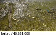 In Black Sea Blue-green algae blooms, water in Odessa has become freshwater and green color. Environmental disaster caused by explosion of Kakhovka Hydroelectric Power Plant dam, Ukraine. Стоковое фото, фотограф Некрасов Андрей / Фотобанк Лори