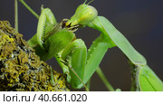 Sexual cannibalism, Close-up portrait of large female green praying mantis eats the male after mating on tree branch covered with lichen. Transcaucasian tree mantis (Hierodula transcaucasica) Стоковое фото, фотограф Некрасов Андрей / Фотобанк Лори