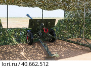 Волгоградская область, Средняя Ахтуба, Россия. Военная реконструкция, дивизионная пушка ЗИС-3 на замаскированной огневой позиции в парке Патриот, эпизод Сталинградской битвы. (2021 год). Редакционное фото, фотограф Андрей Цыганков / Фотобанк Лори