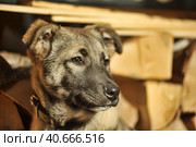 Puppy mestizo shepherd dog on wooden background. Стоковое фото, фотограф Анна Кривицкая / Фотобанк Лори