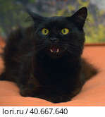 Fluffy cat with green eyes and fangs. Стоковое фото, фотограф Анна Кривицкая / Фотобанк Лори