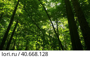 Vertical panorama of the forest from the sky to the ground. The beauty of the summer forest at noon. Стоковое видео, видеограф Ярославский Максим / Фотобанк Лори