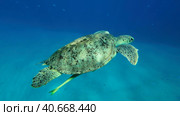 Great Green Sea Turtle (Chelonia mydas) swim in the blue ocean, Reda sea, Egypt. Стоковое фото, фотограф Некрасов Андрей / Фотобанк Лори