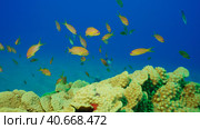 School of Sea Goldie or Lyretail Anthias, Orange Basslet (Pseudanthias squamipinnis) floats above Lettuce coral or Yellow Scroll Coral (Turbinaria reniformis) in blue water, Red sea, Egypt. Стоковое фото, фотограф Некрасов Андрей / Фотобанк Лори