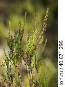 Heather in the summer forest (2014 год). Стоковое фото, фотограф Анна Кривицкая / Фотобанк Лори