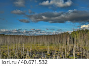 Birch in the swamp. Стоковое фото, фотограф Анна Кривицкая / Фотобанк Лори