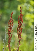 Macrio sorrel horse on a green background. Rumex acetosa. Стоковое фото, фотограф Анна Кривицкая / Фотобанк Лори