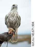 Falcon sitting on a hand. Стоковое фото, фотограф Анна Кривицкая / Фотобанк Лори