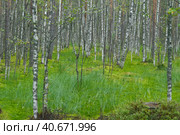 Birches on the swamp. Стоковое фото, фотограф Анна Кривицкая / Фотобанк Лори