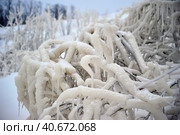 Covered with a large layer of ice tree branches. Стоковое фото, фотограф Анна Кривицкая / Фотобанк Лори