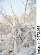 Covered with a large layer of ice tree branches. Стоковое фото, фотограф Анна Кривицкая / Фотобанк Лори