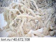 Covered with a large layer of ice tree branches. Стоковое фото, фотограф Анна Кривицкая / Фотобанк Лори