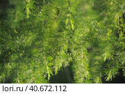 Green branches of larch. Стоковое фото, фотограф Анна Кривицкая / Фотобанк Лори