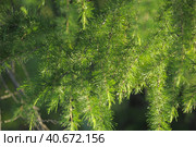 Green branches of larch. Стоковое фото, фотограф Анна Кривицкая / Фотобанк Лори