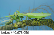 Sexual cannibalism, Close-up portrait of large female green praying mantis eats the male after mating on tree branch covered with lichen. Transcaucasian tree mantis (Hierodula transcaucasica) Стоковое фото, фотограф Некрасов Андрей / Фотобанк Лори