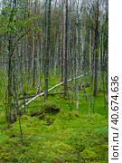 Birches on the swamp. Стоковое фото, фотограф Анна Кривицкая / Фотобанк Лори