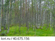 Birches on the swamp. Стоковое фото, фотограф Анна Кривицкая / Фотобанк Лори