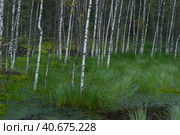 Birches on the swamp. Стоковое фото, фотограф Анна Кривицкая / Фотобанк Лори