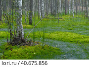 Birches on the swamp. Стоковое фото, фотограф Анна Кривицкая / Фотобанк Лори