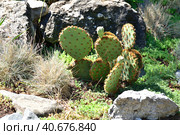 A Young Opuntia cactus in the wild. Стоковое фото, фотограф Володина Ольга / Фотобанк Лори
