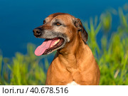 Rhodesian Ridgeback in the background of a lake. Стоковое фото, фотограф Анна Кривицкая / Фотобанк Лори