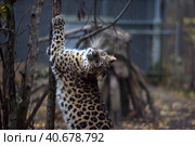 A photo of a male jaguar (Panthera onca) Стоковое фото, фотограф Анна Кривицкая / Фотобанк Лори